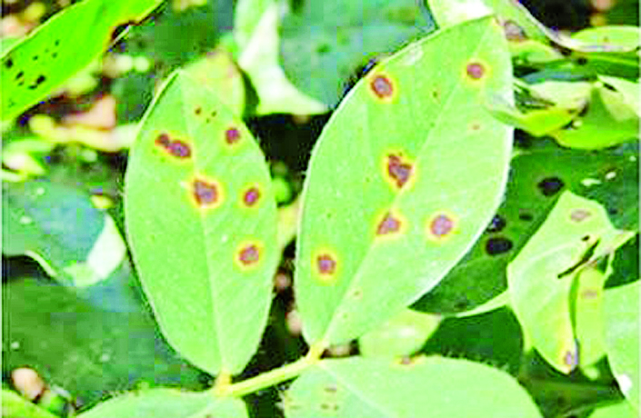 ဆောင်းပါး