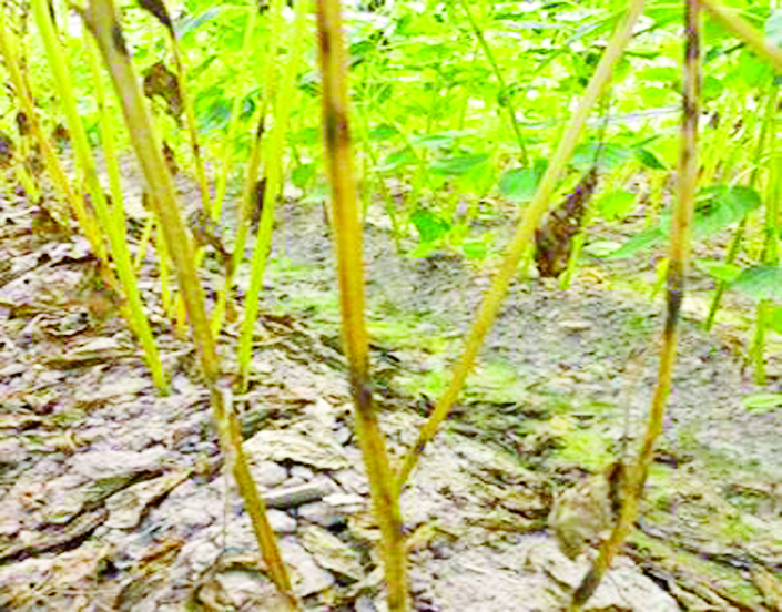 ဆောင်းပါး