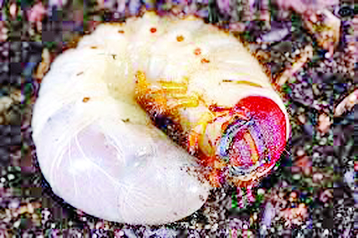 ဆောင်းပါး