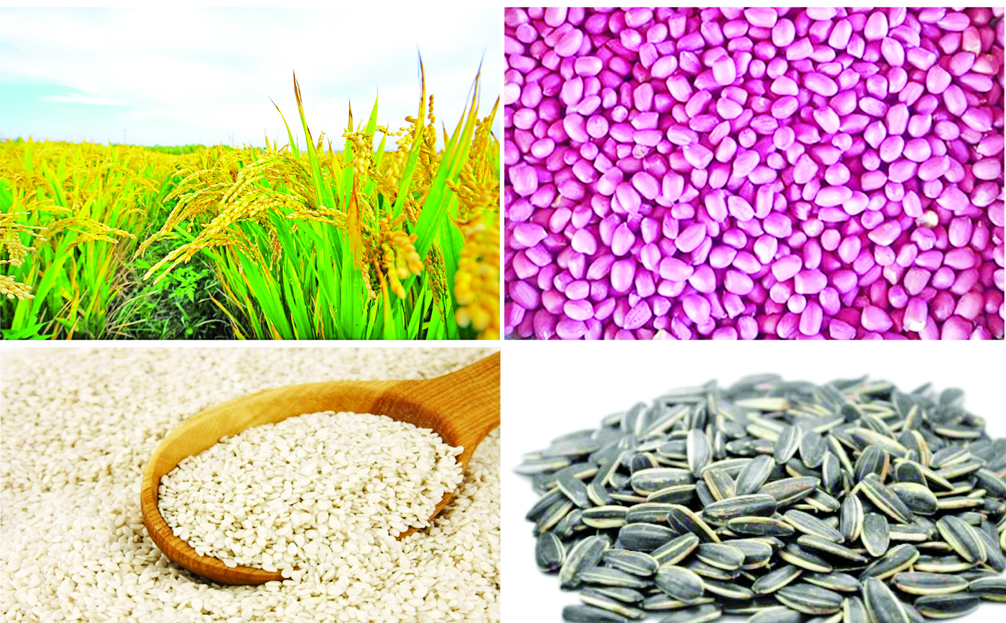 ဆောင်းပါး