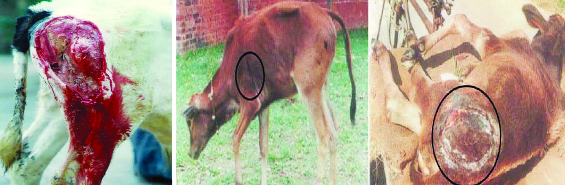 ဆောင်းပါး