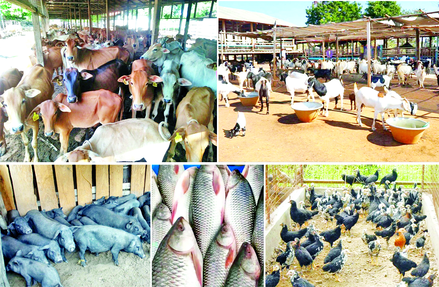 ဆောင်းပါး