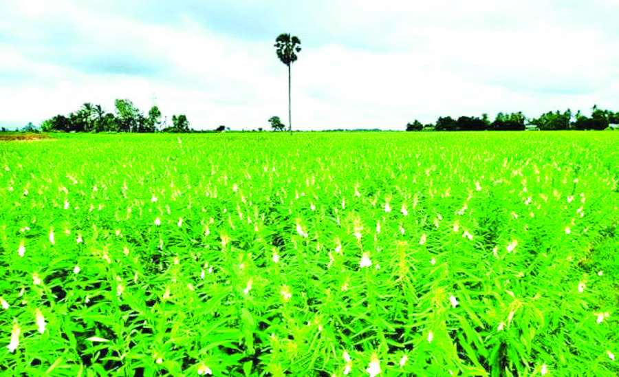 ဆောင်းပါး