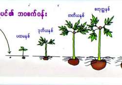 ဆောင်းပါး