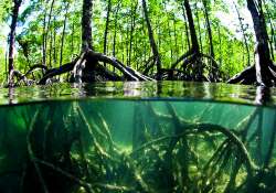 ဆောင်းပါး