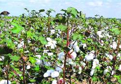 ဆောင်းပါး