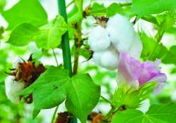 ဆောင်းပါး