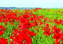 ဆောင်းပါး