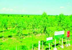 သစ်ပင်စိုက်ပျိုးခြင်းဖြင့် အနာဂတ်ကို စောင့်ရှောက်ကြပါစို့