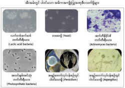ဆောင်းပါး