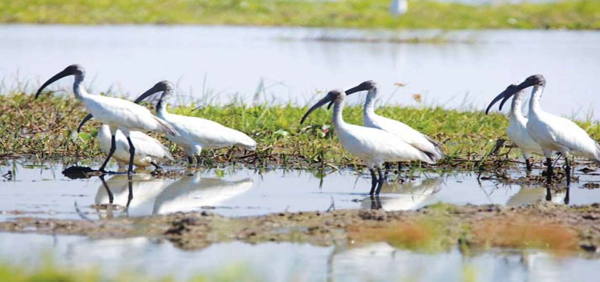 ဆောင်းခိုငှက်တို့ဝင်ရောက်ချိန် ကာကွယ်ထိန်းသိမ်းရန်လို