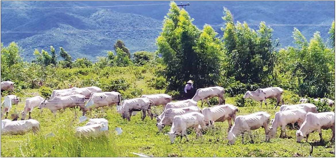 မွေးမြူရေး