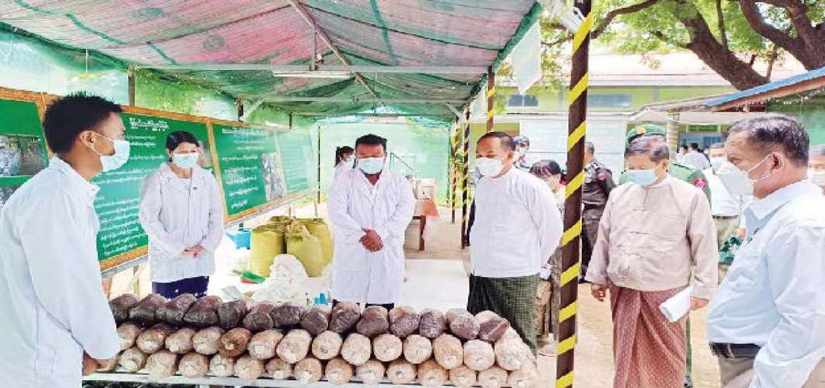 မှိုမျိုးစုံ တစ်ပိုင်တစ်နိုင် စိုက်ပျိုးခြင်းမှ စီးပွားဖြစ် စိုက်ပျိုးကြစေရေး ကြိုးပမ်းဆောင်ရွက်