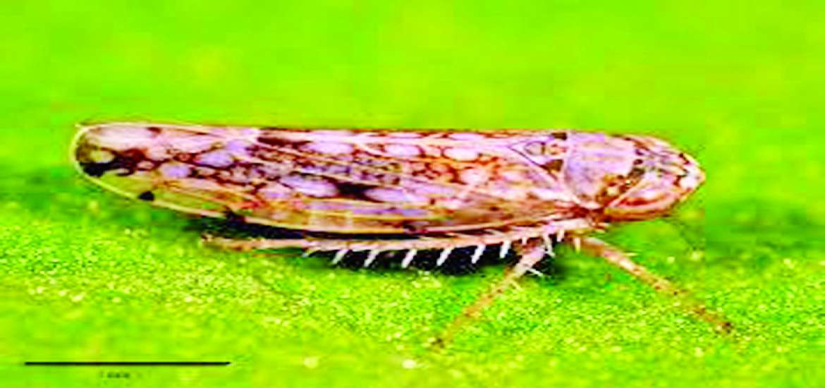 ဆောင်းပါး