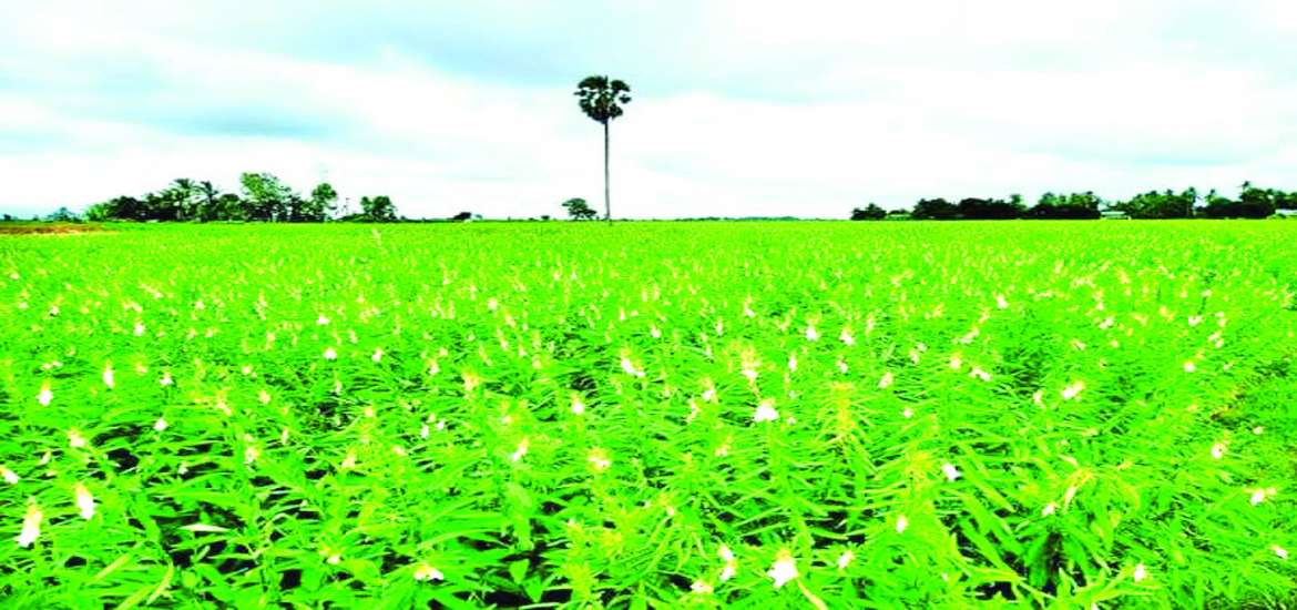 ဆောင်းပါး