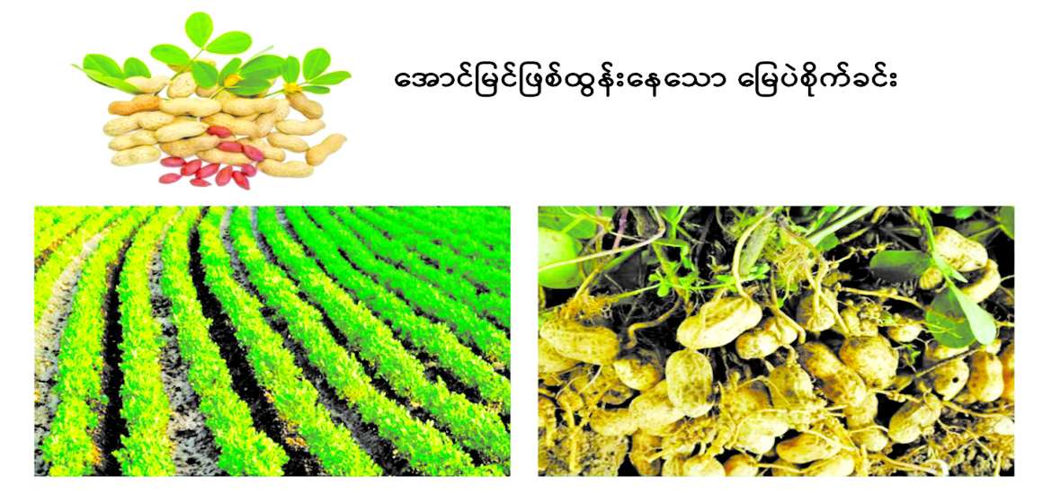 ဆောင်းပါး