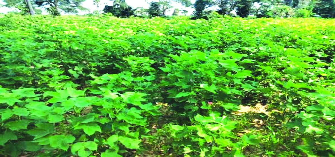 ဆောင်းပါး