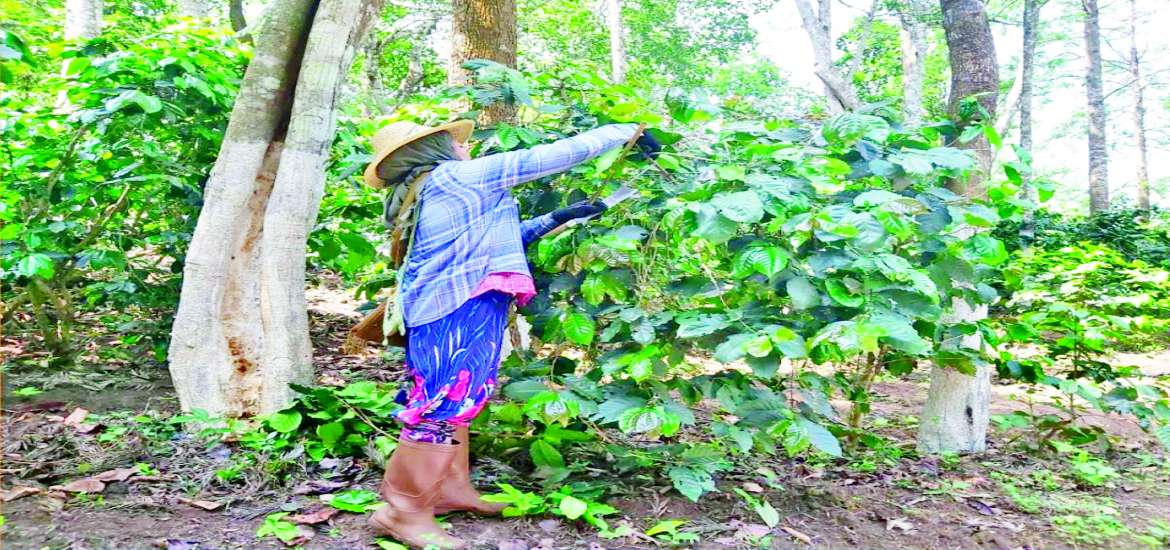 ဆောင်းပါး