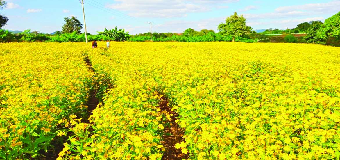 ဆောင်းပါး